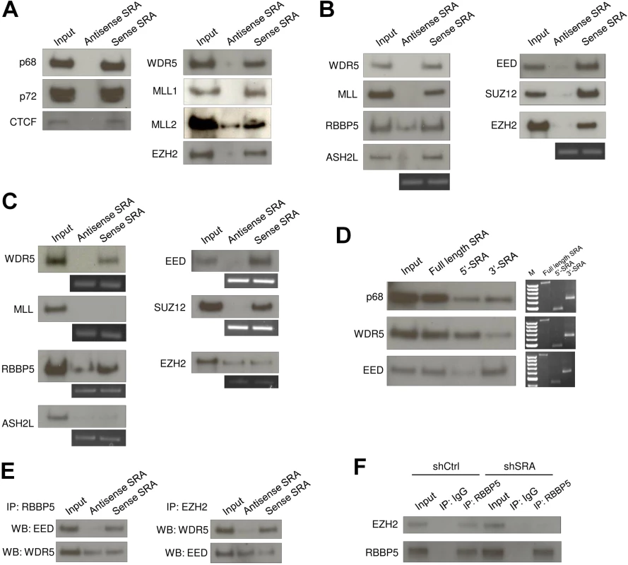 The lncRNA SRA directly interacts with TrxG and PRC2 complexes.