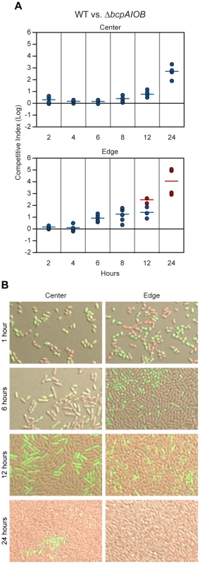 Analysis of 24–hour time course of CDI-mediated competition.