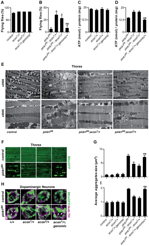 Partial loss of Acon suppresses <i>pink1<sup>B9</sup></i> phenotypes.