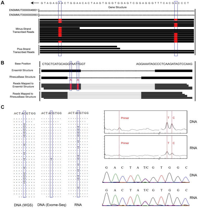 Experimental and computational strategies for accurate editome identification in rhesus macaque.