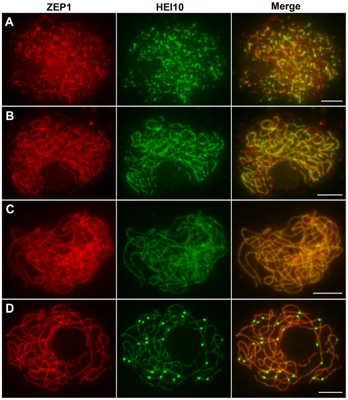 Dual immunolocalization of HEI10 and ZEP1 in WT meiocytes.
