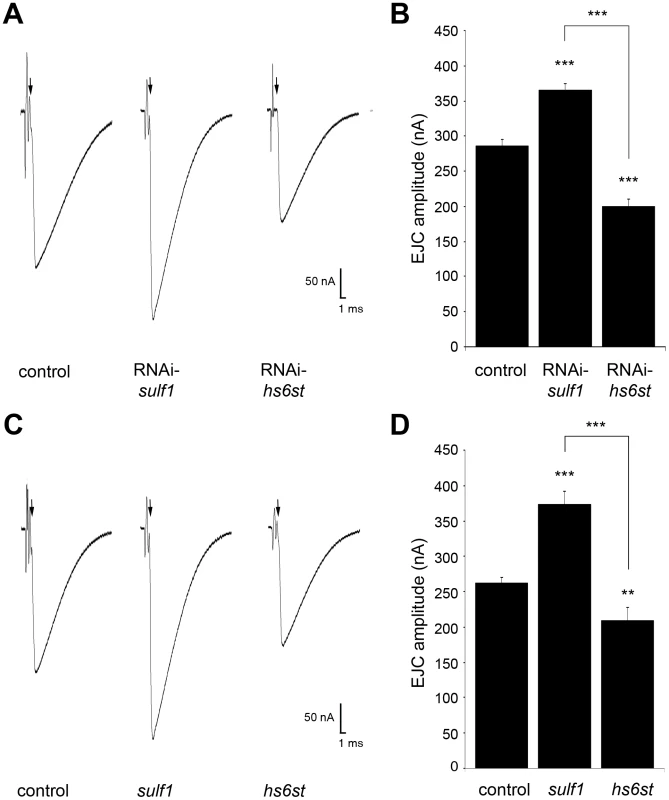 Loss of <i>sulf1</i>/<i>hs6st</i> causes opposite effects on transmission strength.