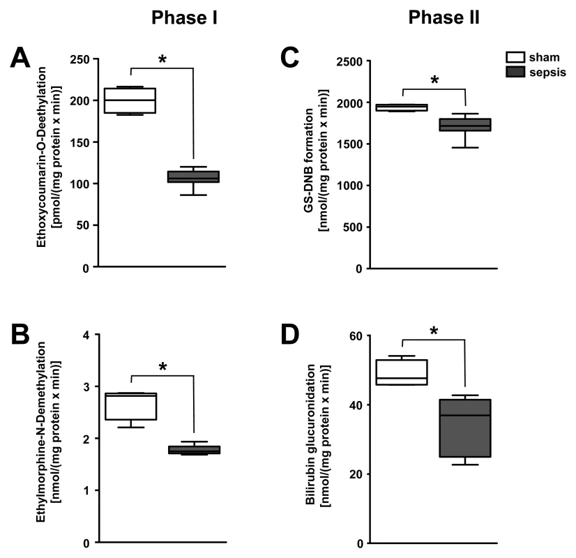 Polymicrobial sepsis severely impairs the activity of enzymes responsible for phase I and II biotransformation.