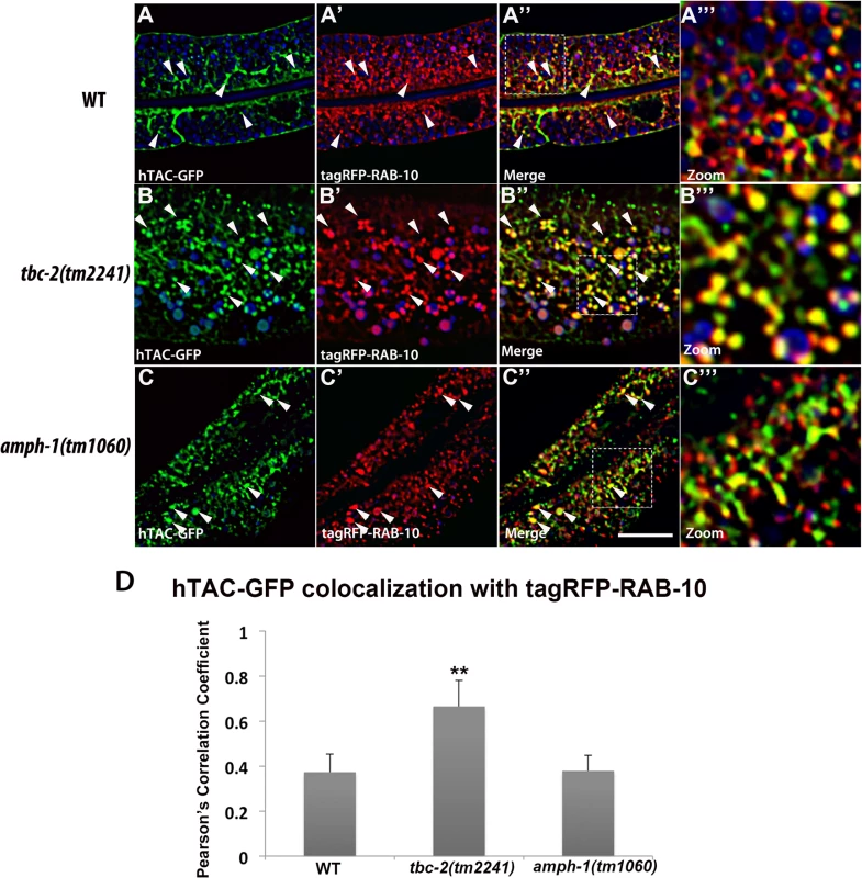 Colocalization of recycling cargo on RAB-10 labeled endosomes.
