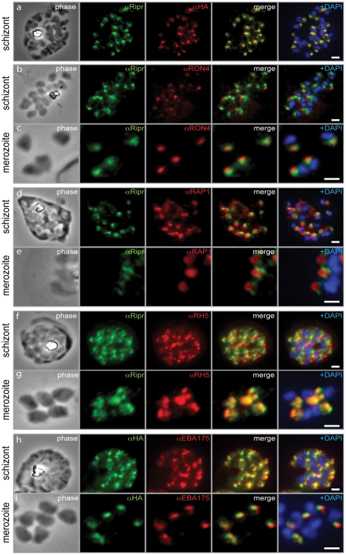PfRipr localizes to the apical end of merozoites.