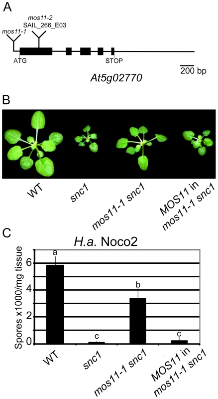 Complementation of <i>mos11-1 snc1</i> by <i>At5g02770</i>.