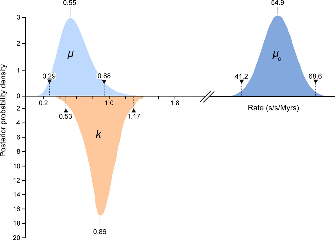 The estimates of the frequency of observed heteroplasmies (<i>μ</i><sub>o</sub>) with the mean and 95% confidence intervals are shown.