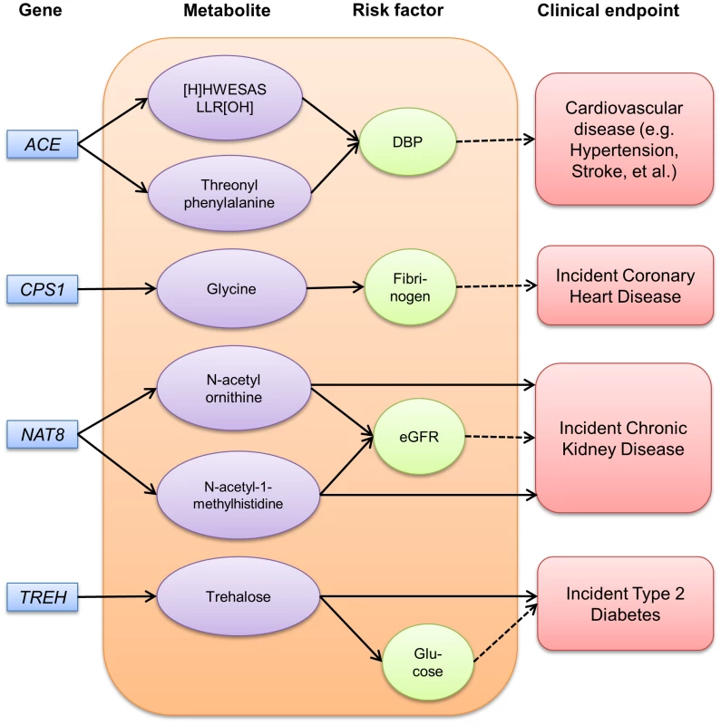 Pathways among gene, metabolite, risk factor and disease identified among ARIC African Americans.