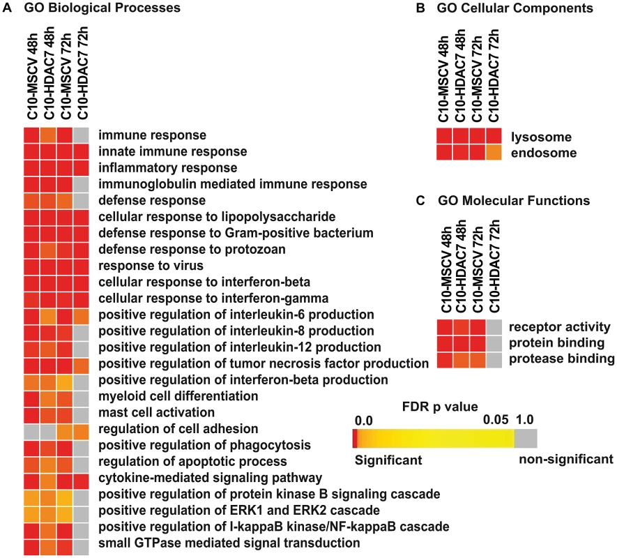 HDAC7 re-expression interferes with the gene transcriptional program of the converted macrophages.