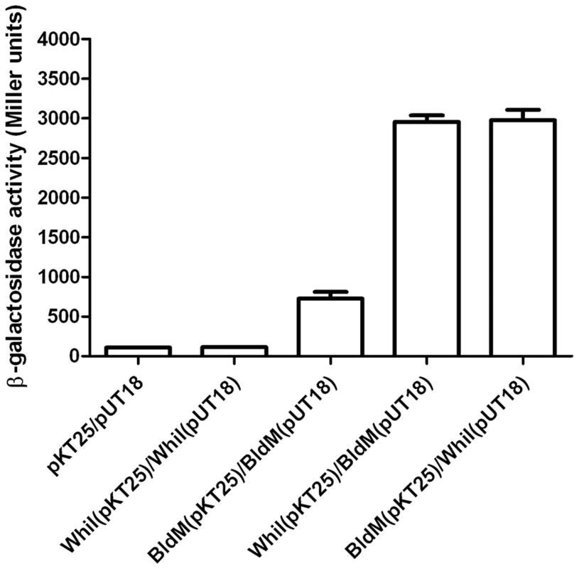 Bacterial two-hybrid analysis of BldM-WhiI interaction.
