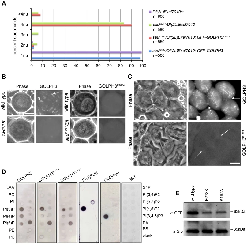 Binding to PI(4)P is essential for GOLPH3 function during cytokinesis.