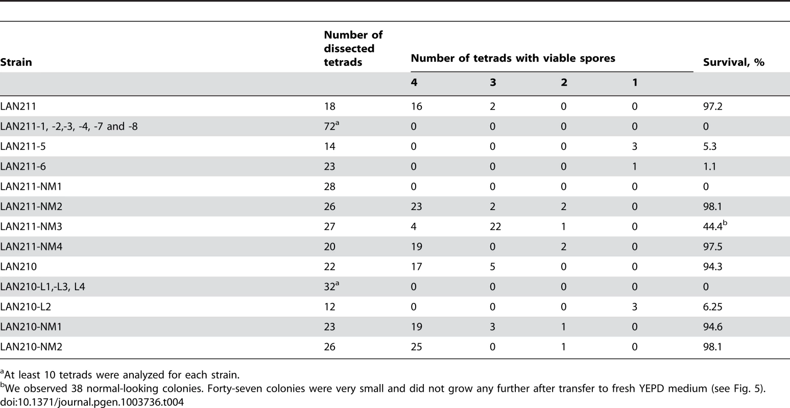 Viability of haploid progeny of wild-type and mutant yeast strains.