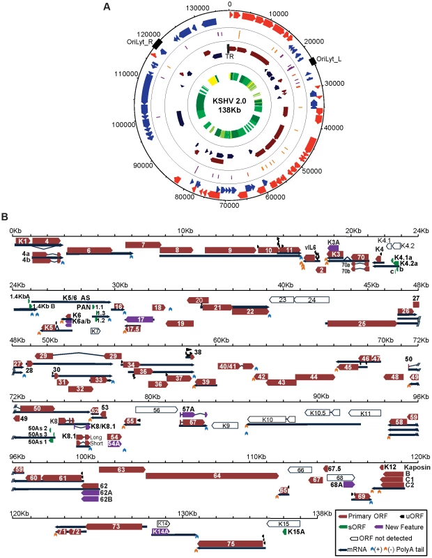 KSHV 2.0: A high-resolution functional genome map of KSHV.