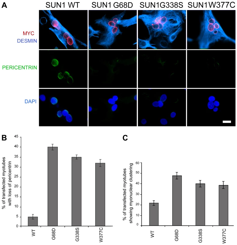 Exogenously expressed SUN1 mutants impair pericentrin recruitment to the nuclear envelope.