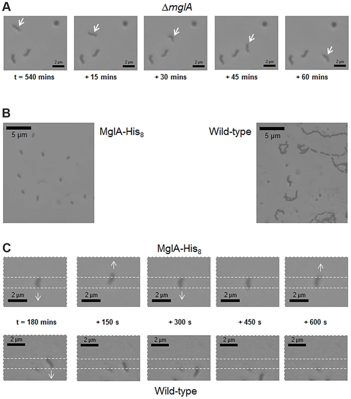 <i>B. bacteriovorus</i> Δ<i>mglA</i> HI cells show sustained gliding motility; MglA-His<sub>8</sub> HD cells show hyper-reversals.