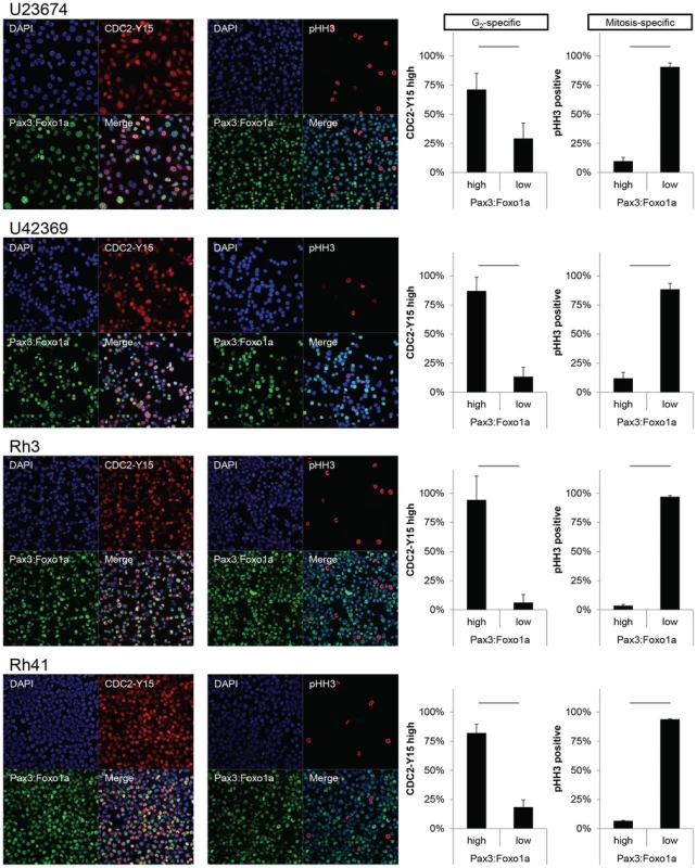 Pax3:Foxo1a is expressed in G<sub>2</sub> for mouse and human aRMS.