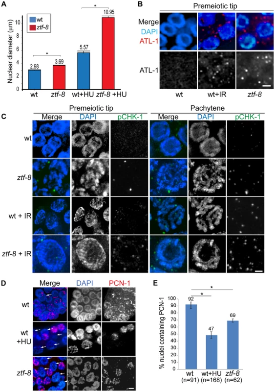 S-phase DNA damage checkpoint activation is intact in <i>ztf-8</i> mutants.