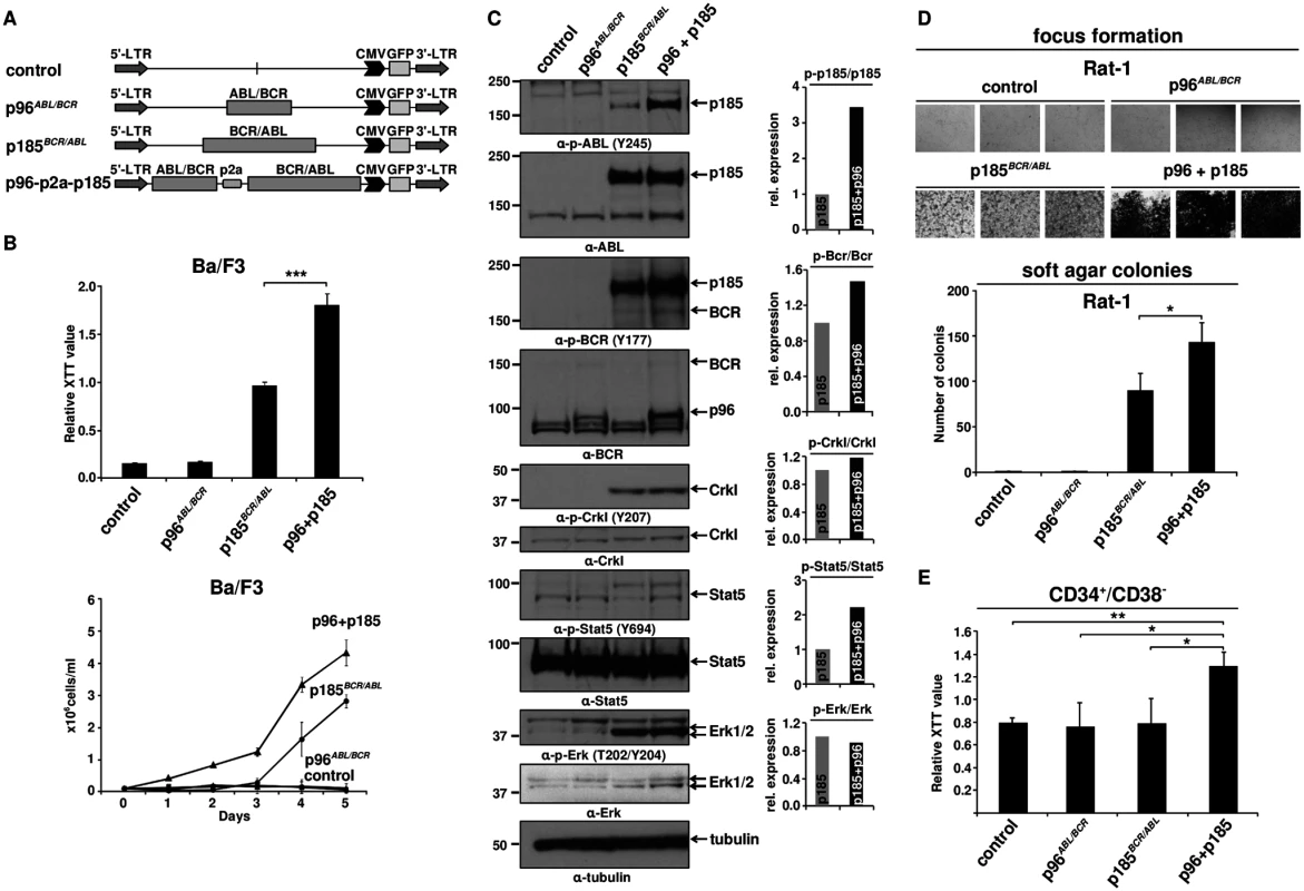 Effect of p96<sup><i>ABL/BCR</i></sup> on the proliferation and transformation capacity of p185<sup><i>BCR/ABL</i></sup>-positive cells.