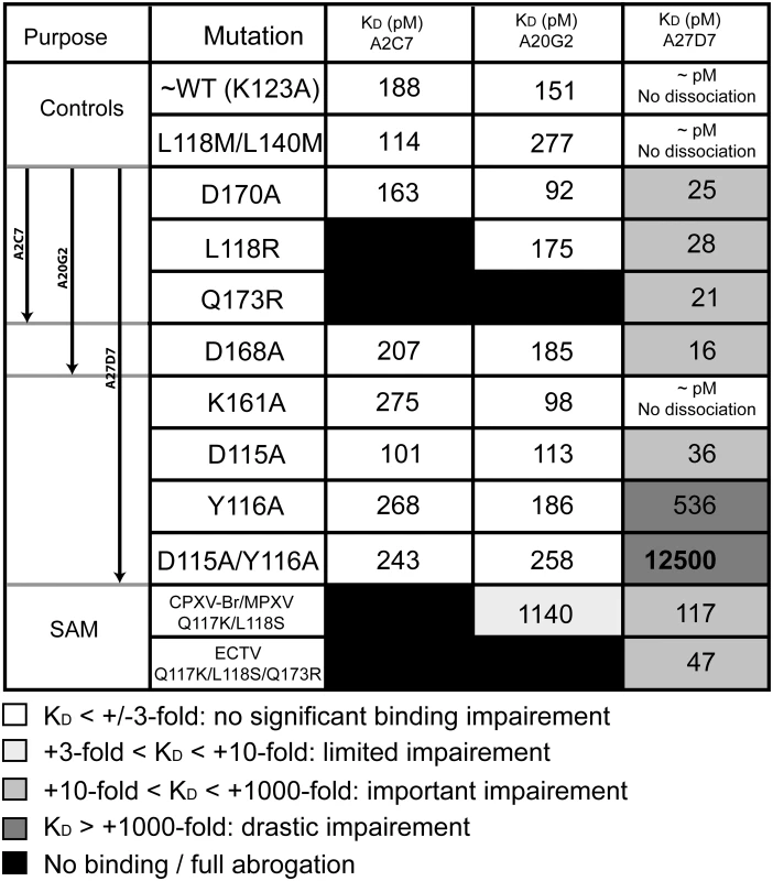 Binding kinetics of WT-A33 and mutants to antibodies A2C7, A20G2, and A27D7.