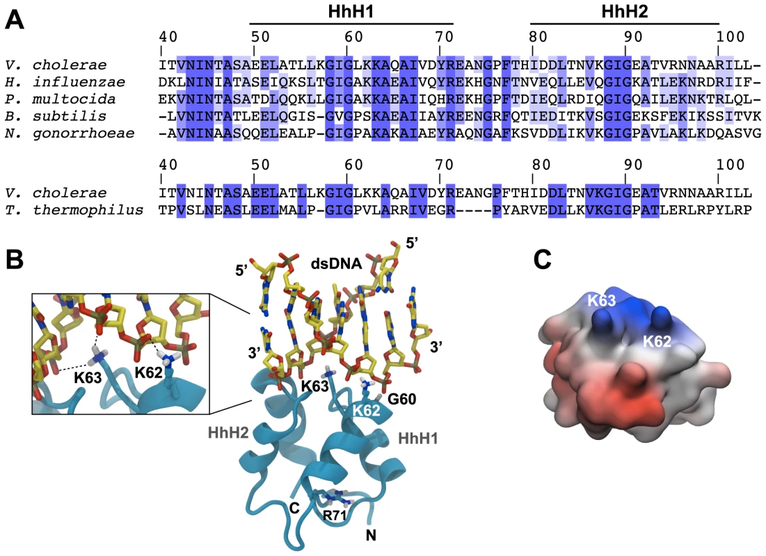 <i>In silico</i>-prediction of the ComEA-DNA complex.
