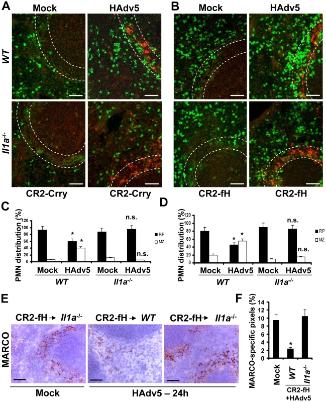 IL-1α-dependent signaling and complement cooperate in promoting the recruitment of Ly-6G<sup>+</sup> leukocytes that eliminate MARCO<sup>+</sup> cells from the splenic MZ.