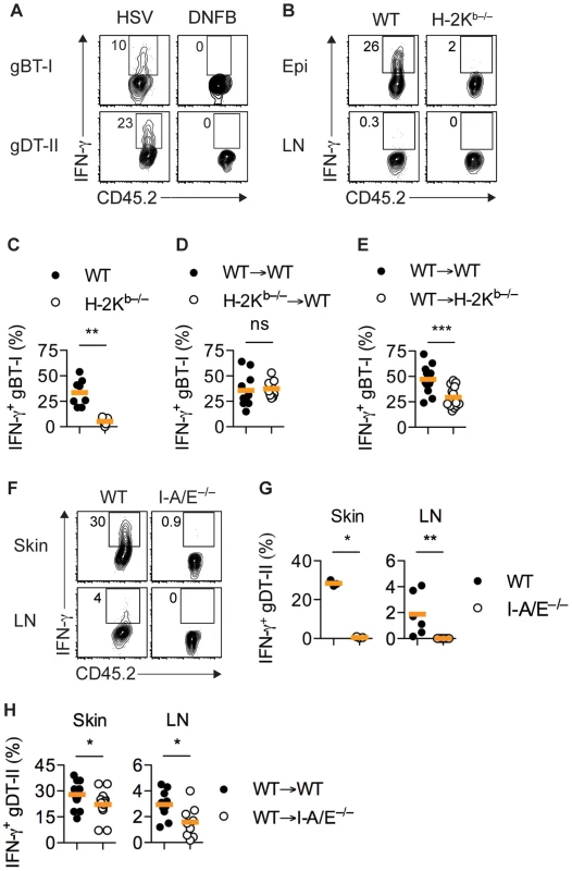 MHC-dependent activation of T<sub>EFF</sub> cells by APCs.