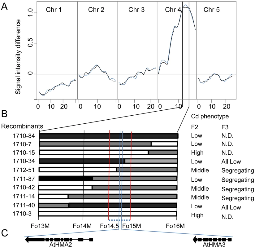 Genetic linkage mapping of the low leaf Cd locus in <i>A. thaliana</i> accession CS28181.