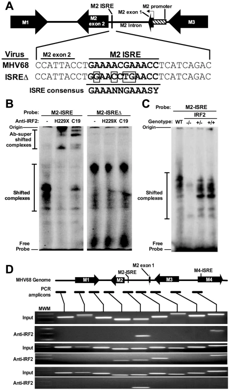 The M2 ISRE binds IRF2 <i>in vivo</i> during latency.