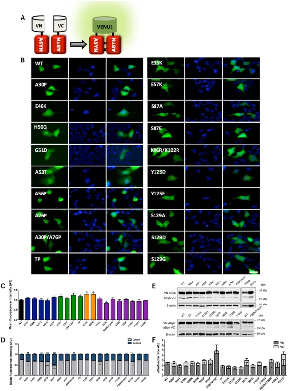 Mutations effect on ASYN oligomerization.