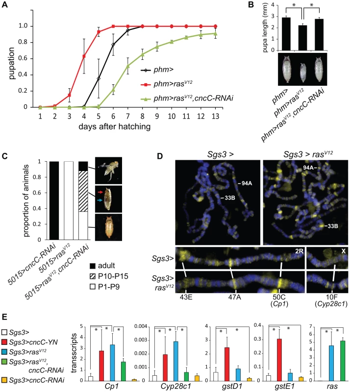 Interrelationships between Ras signaling and CncC functions.