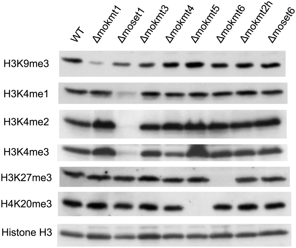 Western blotting analysis of histone modifications in KMT mutants.