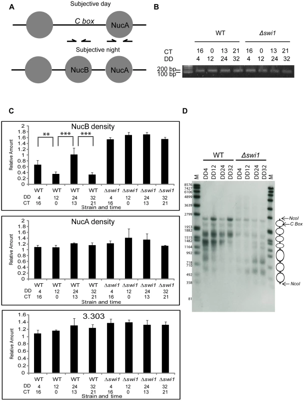 SWI1 is required for rhythmic opening of the <i>C box</i> through removal of NucB.