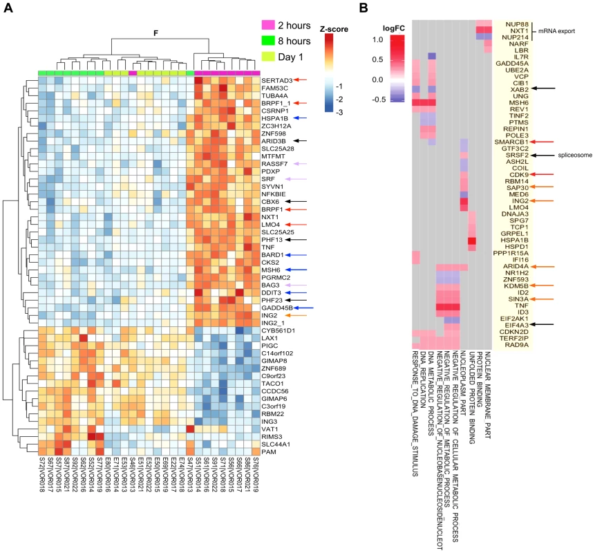 Vorinostat induced a transcriptional burst and chromatin perturbations that are recurrent with subsequent dosing.