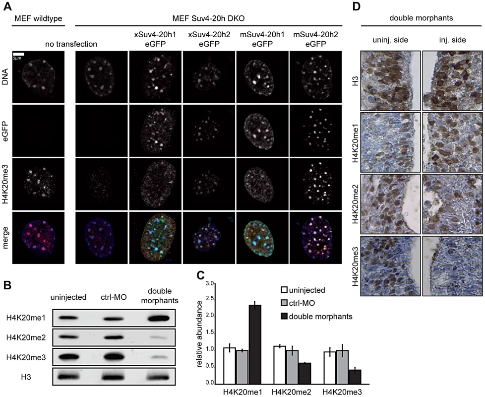 Functional analysis of xSuv4-20h HMTases.