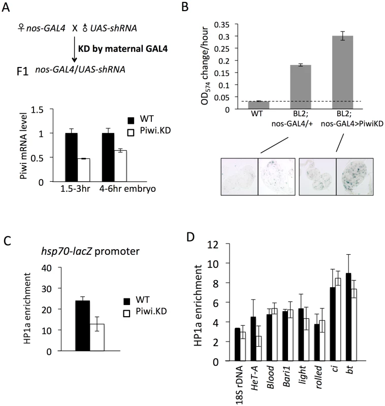Knockdown (KD) of Piwi in early embryos has a down-stream effect on chromatin structure of a PEV reporter in late stage animals.