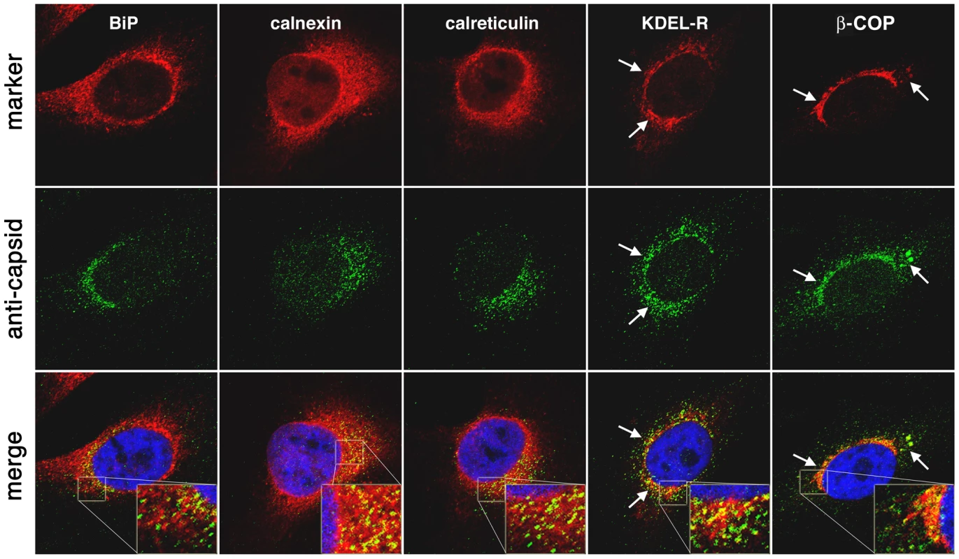 AAV capsids traffic to locations near Golgi/ER transport components.