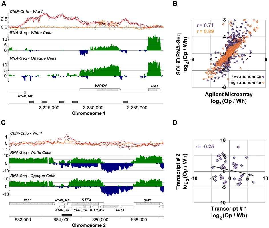 Transcripts differentially expressed between white and opaque cell types.