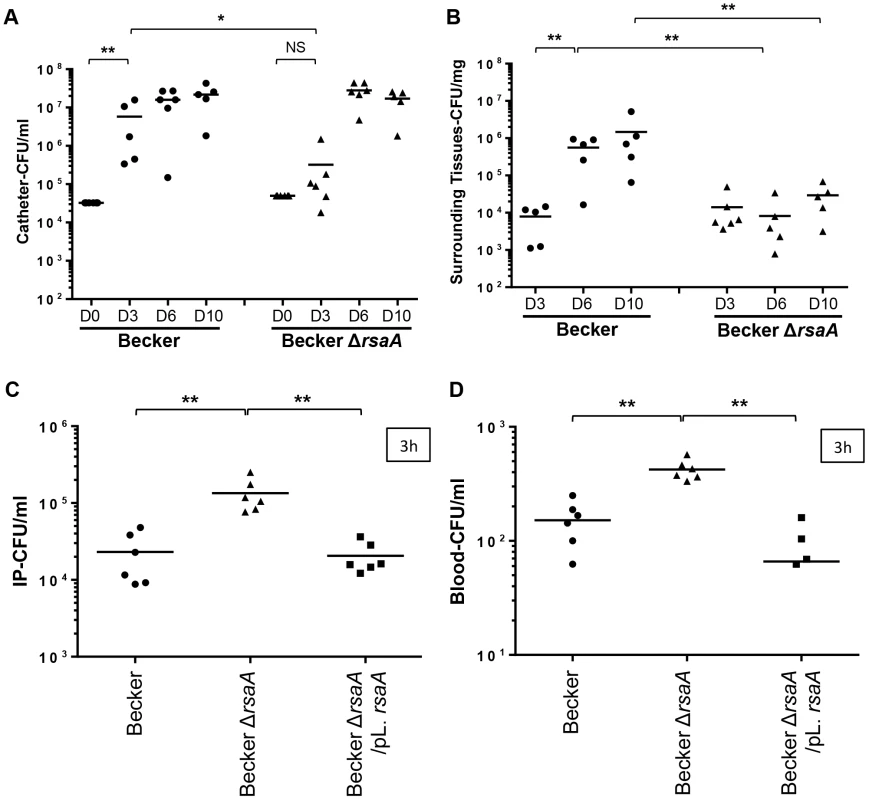 The impact of RsaA on virulence in <i>in vivo</i> animal models.