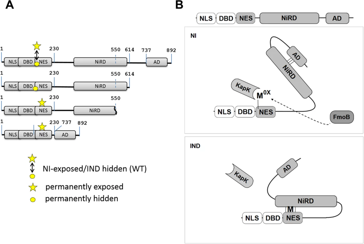 Model of NirA activity regulation.