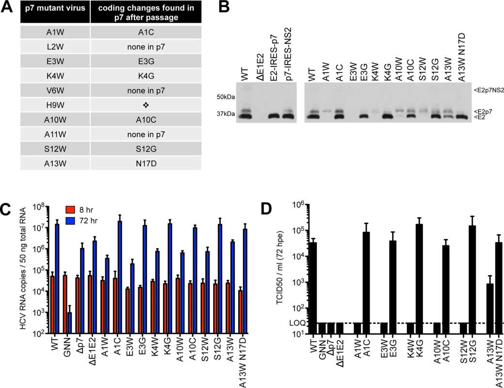Passage of deleterious N-terminal mutants identifies second site pseudo-revertants.