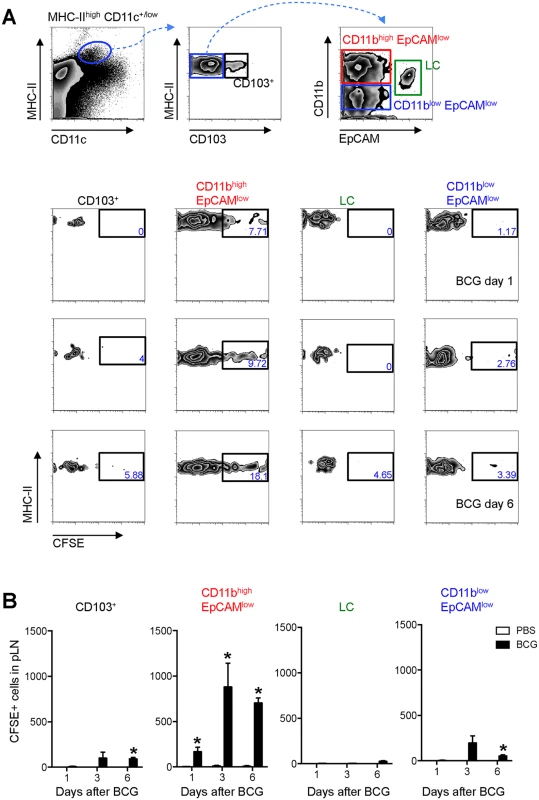EpCAM<sup>low</sup> CD11b<sup>high</sup> DCs are the main skin DC subset trafficking to the DLN after BCG infection.