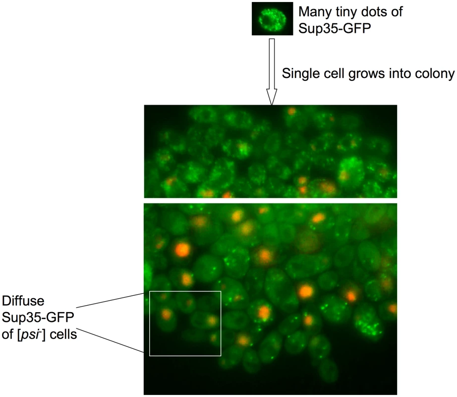 Microcolonies overexpressing Pin4C-DsRed show progressive loss of [<i>PSI</i><sup>+</sup>].