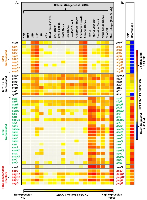 The intra-macrophage expression of <i>Salmonella</i> effector genes.