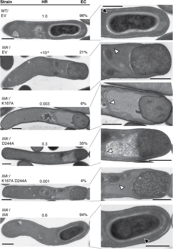 Mutation of the Walker A motif of SpoIIIAA leads to defects in spore formation.