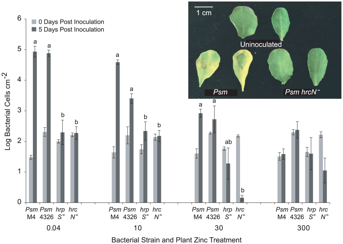 T3SS mutants of <i>Pseudomonas syringae</i> pv. maculicola are unable to colonise <i>Thlaspi caerulescens</i>.