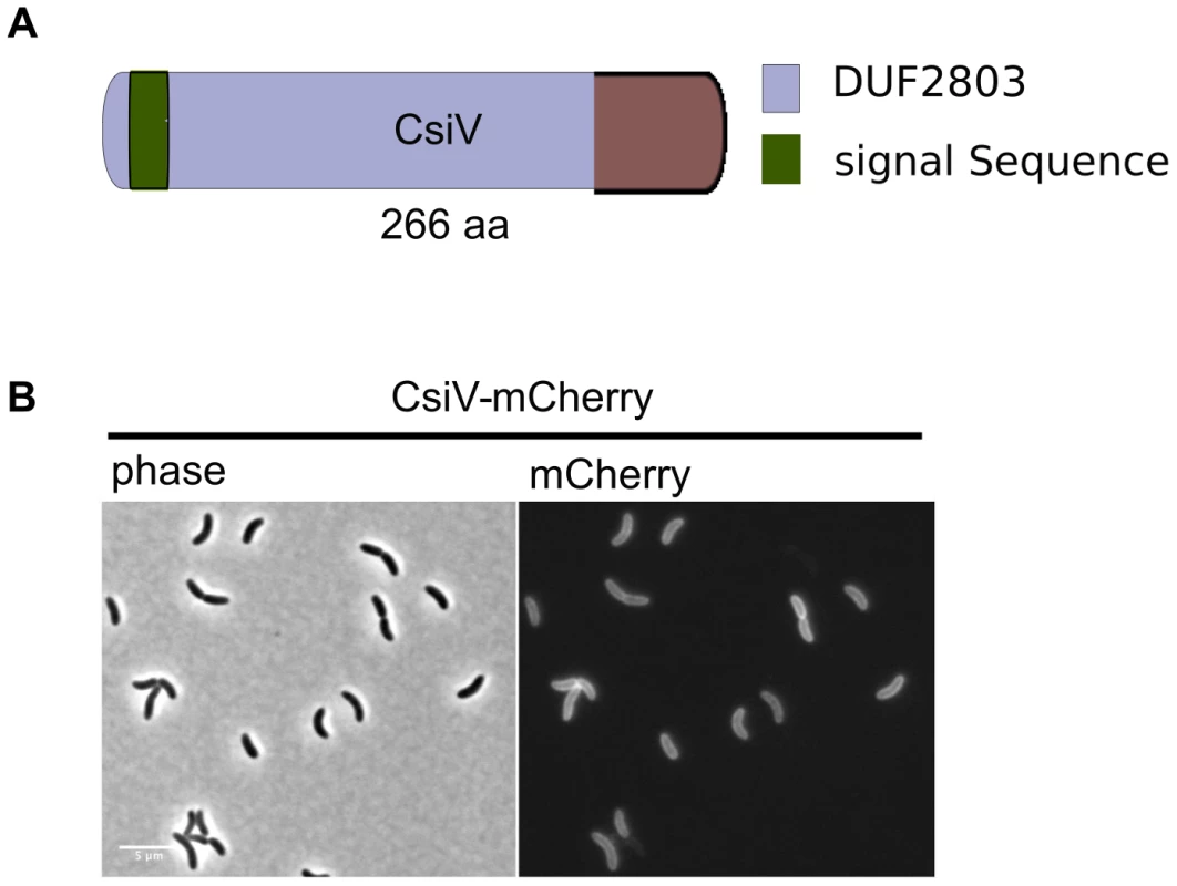 CsiV is a periplasmic protein of unknown function.