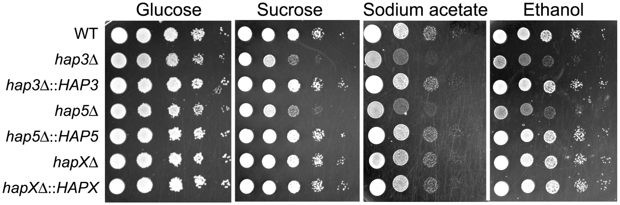 The <i>hap3Δ</i> and <i>hap5Δ</i> mutants exhibit poor growth on acetate, ethanol and sucrose.