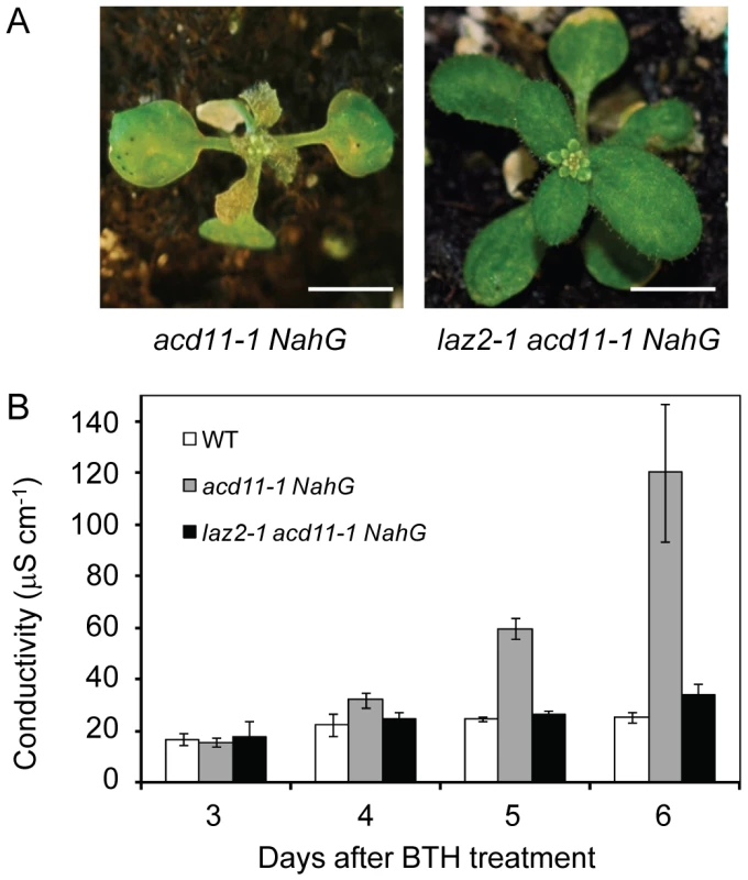 <i>laz2</i> suppresses cell death in <i>acd11</i>.