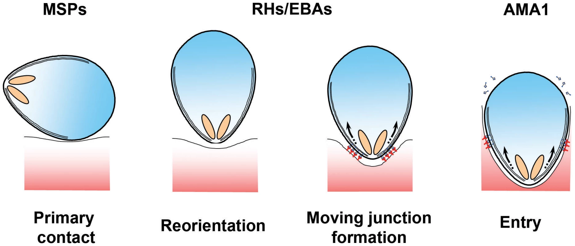 Erythrocyte invasion is a complex multistep process.