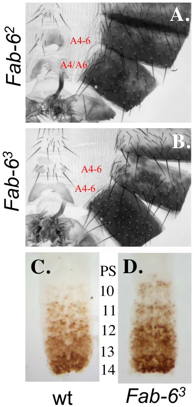 <i>Fab-6</i> boundary mutations.